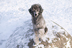 Royal Standard Poodle