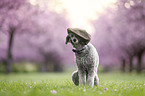 Royal Standard Poodle