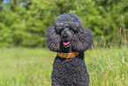 Royal Standard Poodle