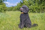 Royal Standard Poodle