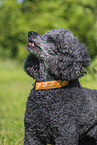 Royal Standard Poodle