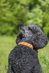 Royal Standard Poodle