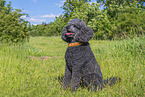 Royal Standard Poodle