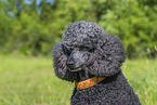 Royal Standard Poodle