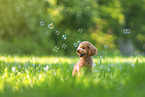 Royal Standard Poodle