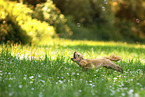 Royal Standard Poodle