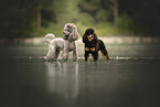 Royal Standard Poodle