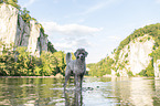 standard poodle