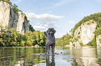 standard poodle