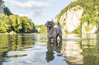 standard poodle