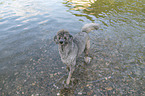 standard poodle