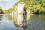 standard poodle