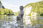 standard poodle