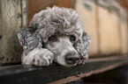 standard poodle