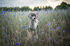 standard poodle
