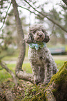 standard poodle