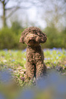 young Standard poodle
