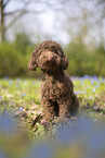 young Standard poodle