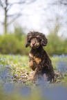 Standard Poodle puppy
