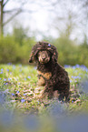 Standard Poodle puppy