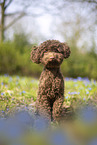 young Standard poodle
