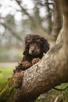 Standard Poodle puppy