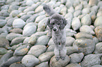 Standard Poodle