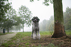 Standard Poodle