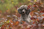 Standard Poodle