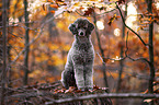 Standard Poodle