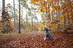 Standard Poodle