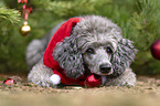 Standard Poodle