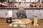 Standard Poodle
