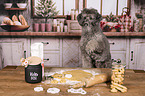 Standard Poodle