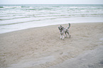 Standard Poodle