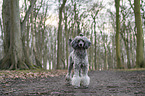 Standard Poodle