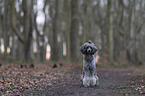 Standard Poodle