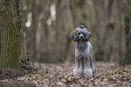 Standard Poodle