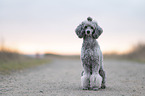 Standard Poodle