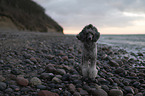 Standard Poodle