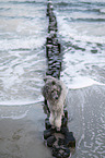 Standard Poodle