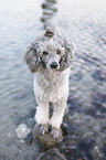 Standard Poodle