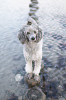 Standard Poodle
