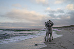 Standard Poodle