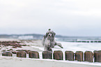 Standard Poodle