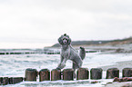 Standard Poodle
