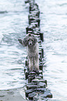 Standard Poodle