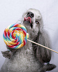 Standard Poodle