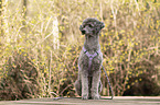 Standard Poodle
