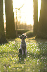 Standard Poodle